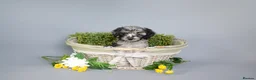 Cavapoo dogs for sale: Cavapoo puppies for sale  - Advert 8