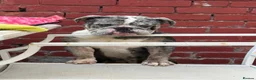 English Bulldog dogs for sale: DWKC Registered unspayed Merle bitch - Advert 10