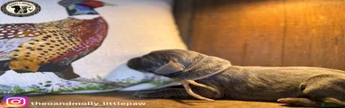 Weimaraner 7