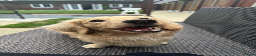 Bo