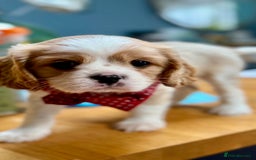 Cavalier King Charles Spaniel dogs for sale: 1 Adorable Cavalier King Charles Puppy for sale - Image 4