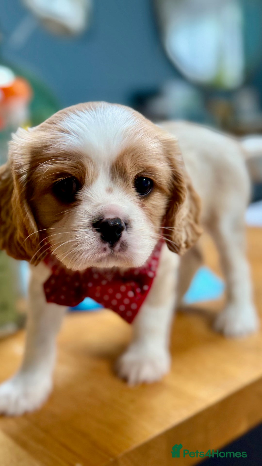 Cavalier King Charles Spaniel dogs for sale: 1 Adorable Cavalier King Charles Puppy for sale - Image 4