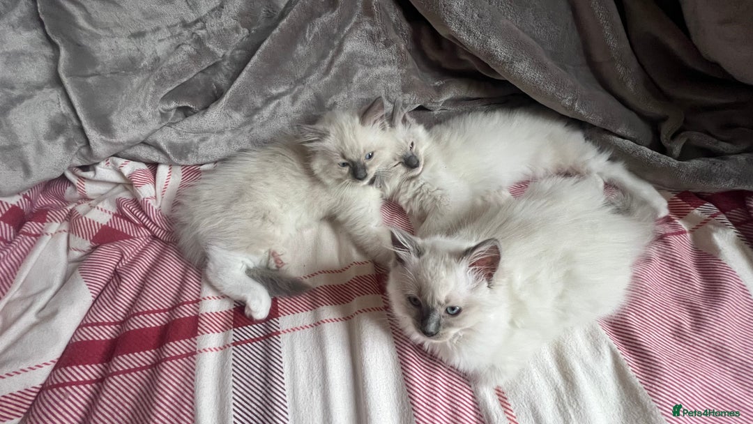 Ragdoll cats for sale: 3 Ragdoll kittens  - Advert 14