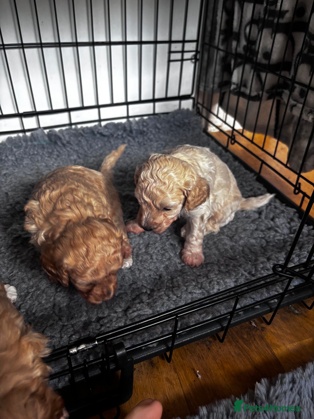 Cavapoo dogs for sale: Gorgeous little Caverpoo babies - Image 13