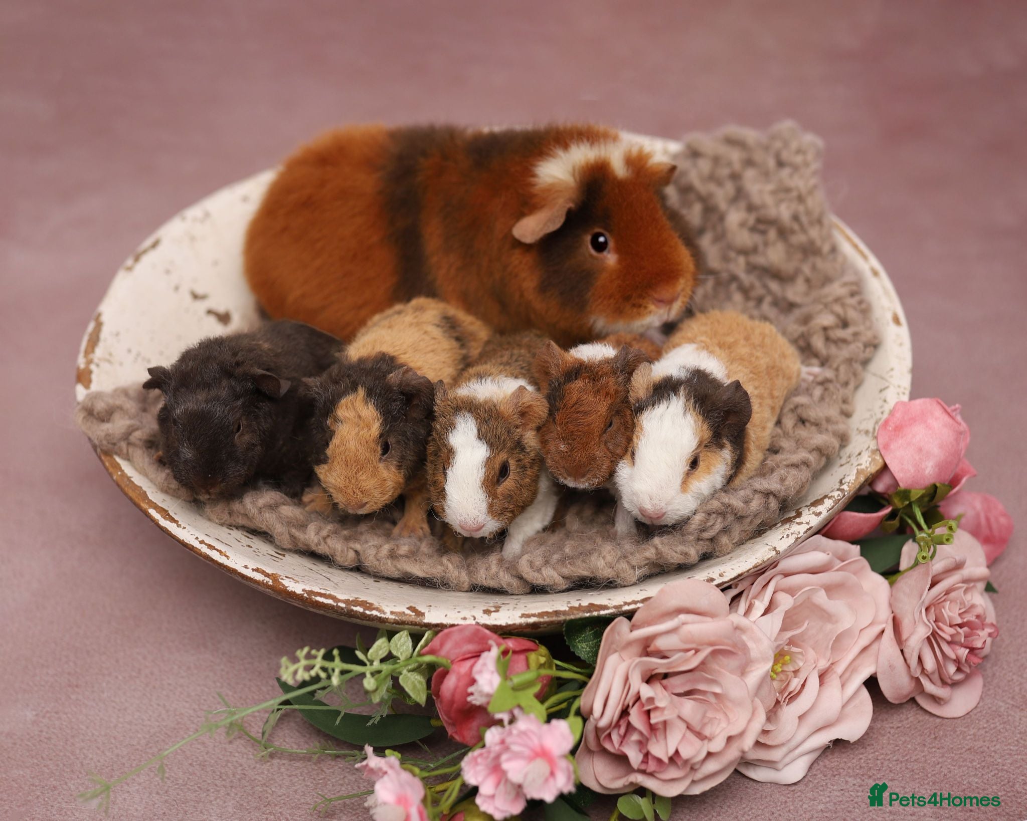 Guinea Pig rodents Teddy Babies - Advert 3