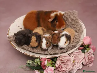 Guinea Pig rodents Teddy Babies - Advert 3