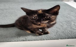 Ragdoll cats for sale: 5 lovely ragdoll X female kittens - Image 3