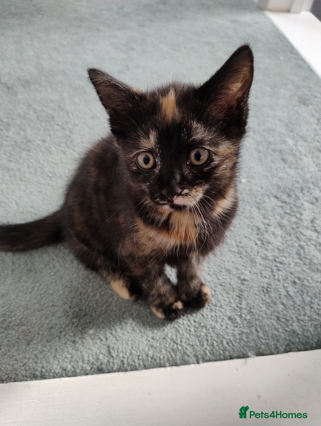 Ragdoll cats for sale: 5 lovely ragdoll X female kittens - Image 3