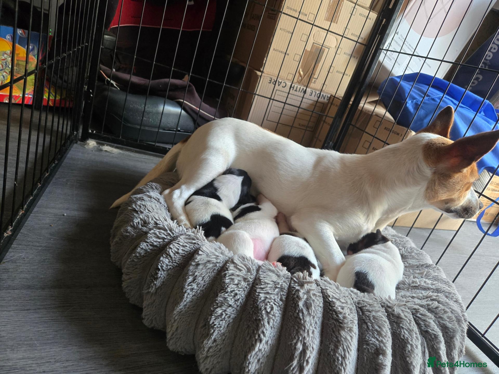 Jack Russell dogs Stunninb jack ruseell pup - Advert 1