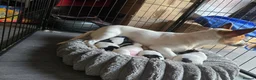 Jack Russell dogs for sale: Stunninb jack ruseell pup - Advert 1