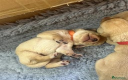 Labrador Retriever dogs for sale: Labrador Puppies Looking for Their Forever Homes!  - Image 15