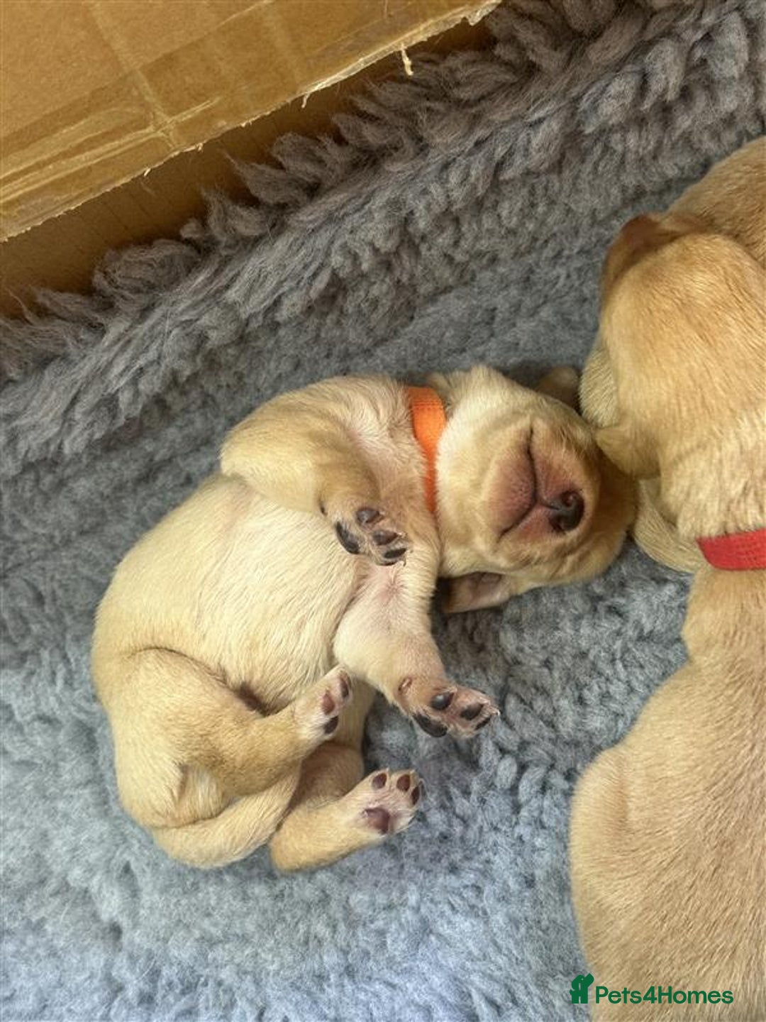 Labrador Retriever dogs for sale: Labrador Puppies Looking for Their Forever Homes!  - Image 15