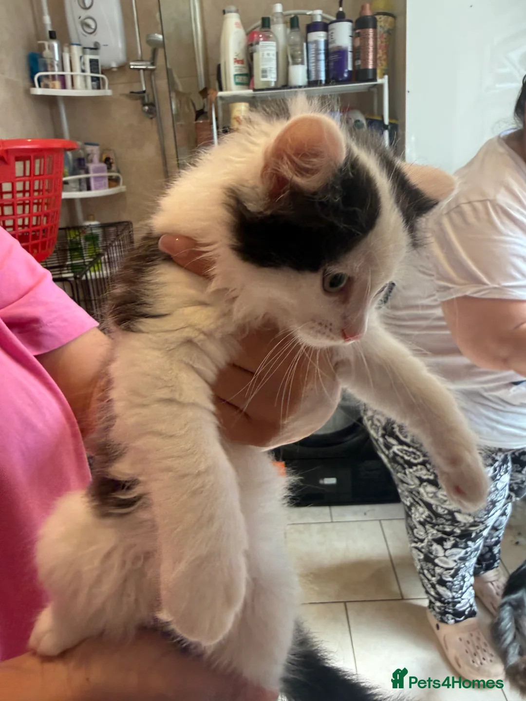 British Longhair cats for sale: 4 kittens british long hair  - Advert 2