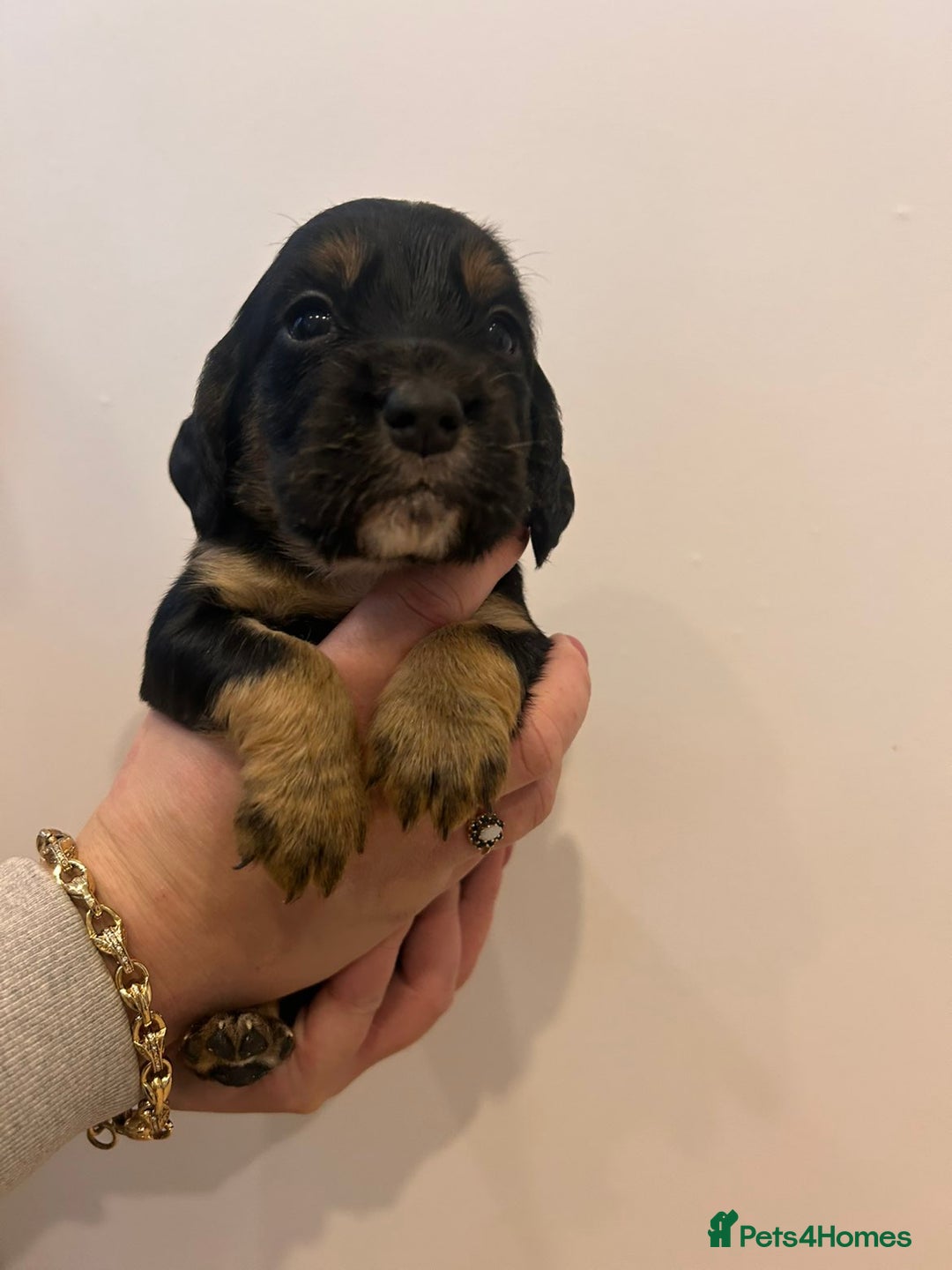 Sprocker dogs for sale: 🐾 Beautiful Sprocker Spaniel Puppies – £1000 🐾 - Advert 7