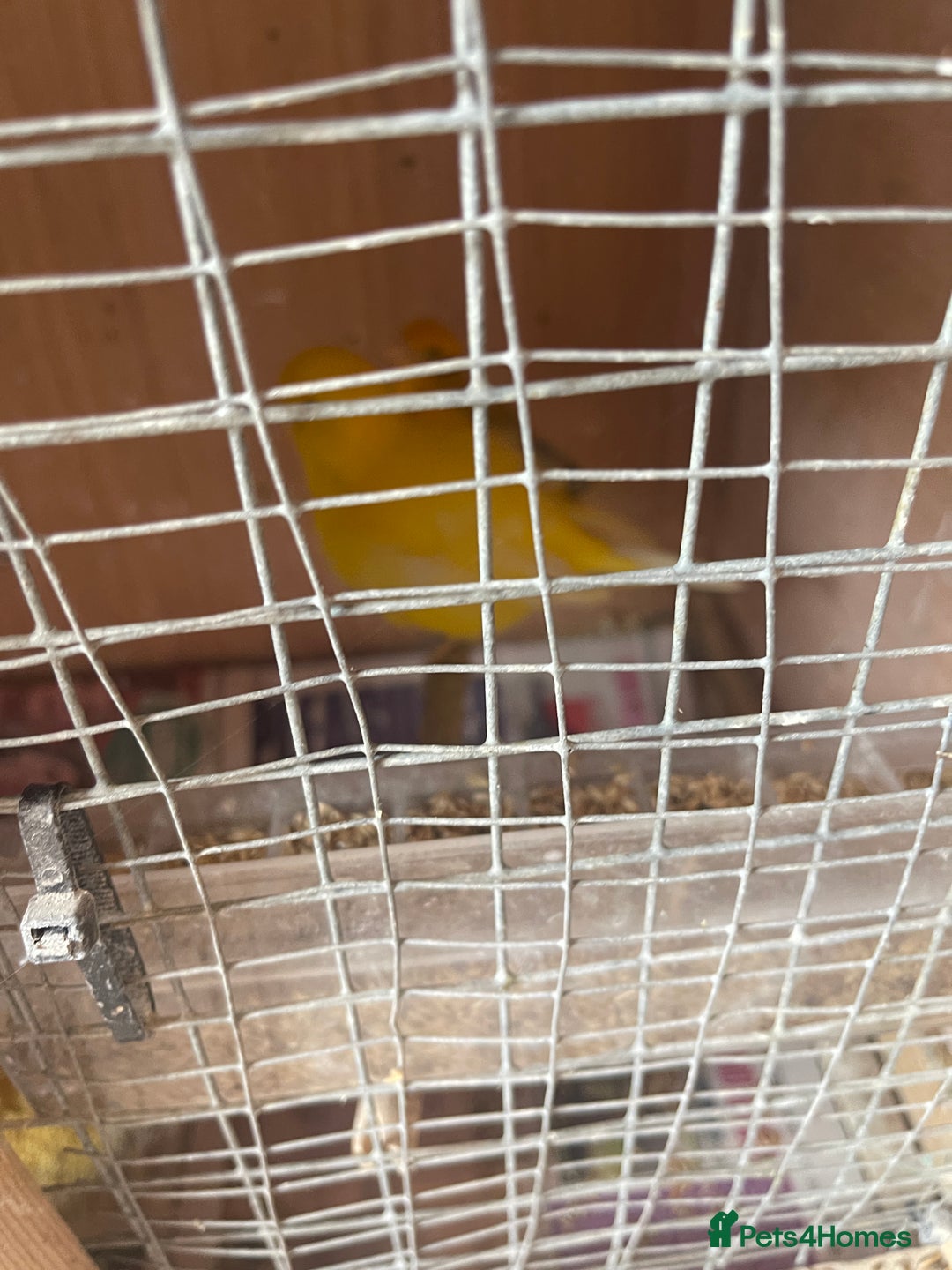 Canaries birds for sale: Canaries, Canary  - Image 4