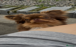 Chihuahua dogs for sale: Beautiful female available  - Image 6