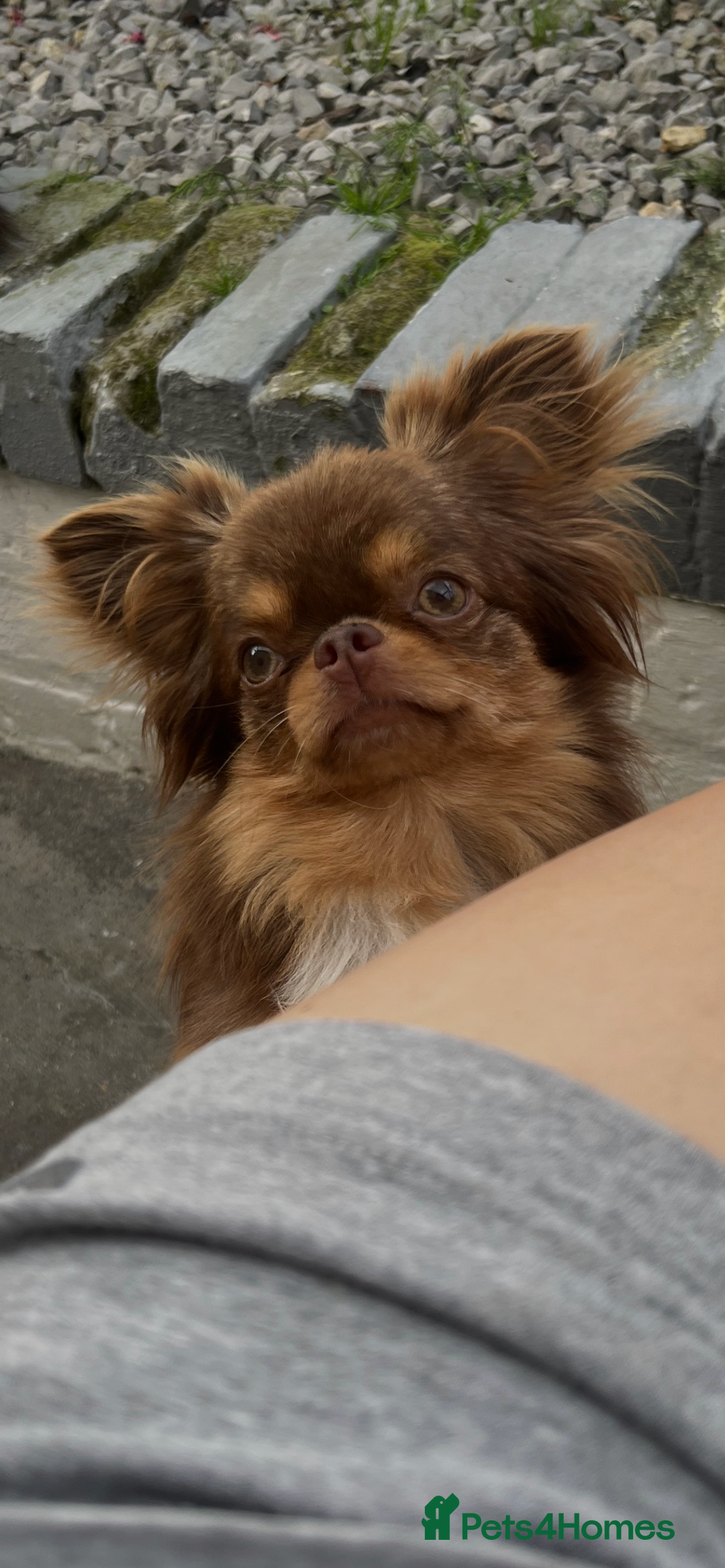 Chihuahua dogs for sale: Beautiful female available  - Image 6