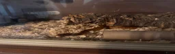 Corn Snake reptiles for sale: Corn snake  - Advert 3