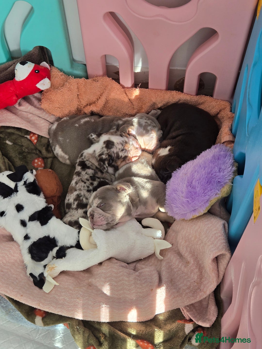 English Bulldog dogs for sale: Amazing English Bulldog Puppies - Image 4