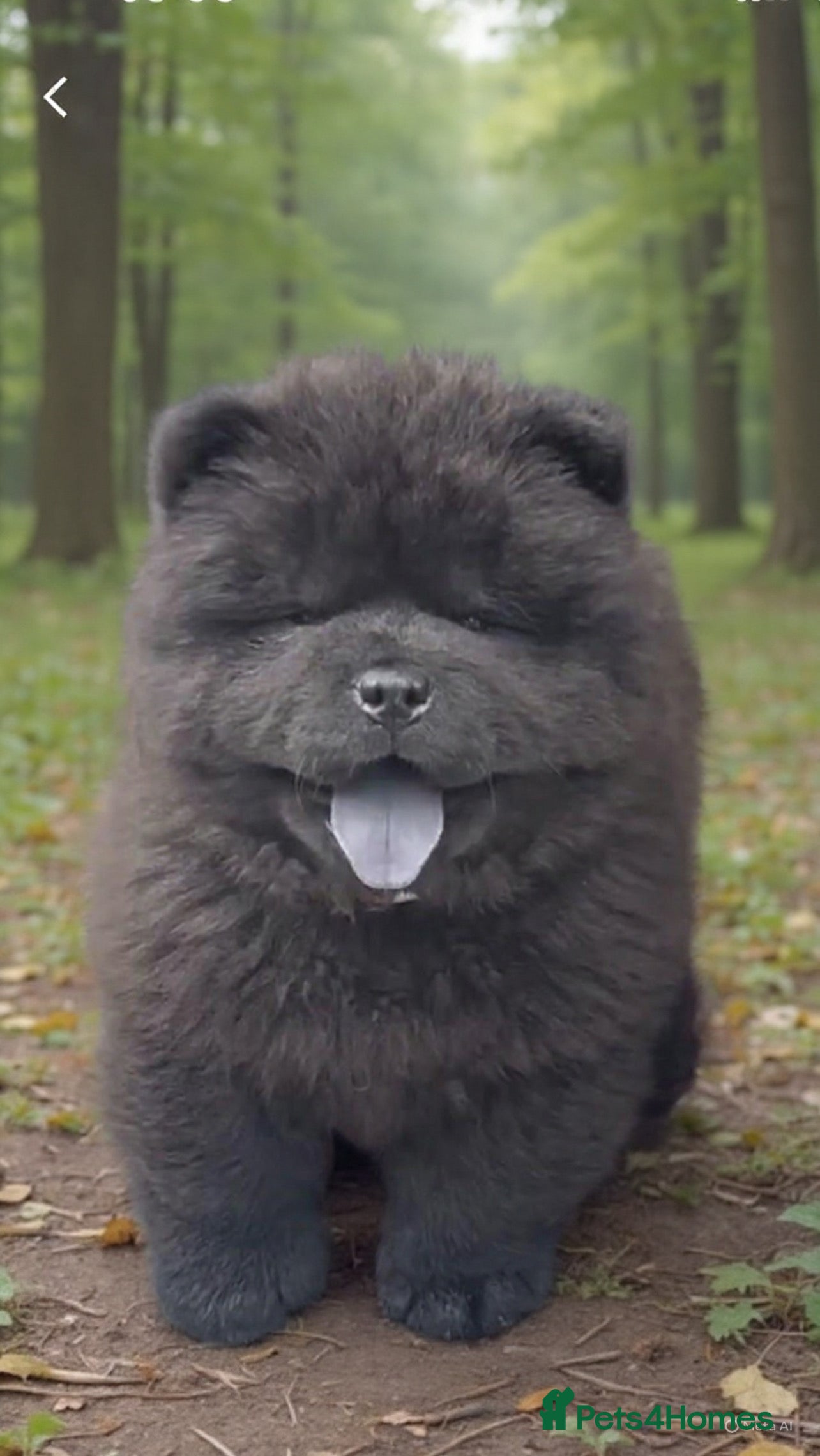 Chow Chow dogs Chow chow - Advert 6