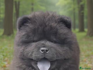 Chow Chow dogs Chow chow - Advert 6