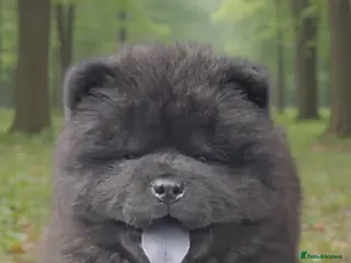 Chow Chow dogs Chow chow - Advert 3