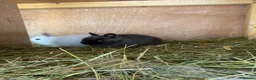 Netherland Dwarf rabbits for sale: Gorgeous Netherland dwarf babies - Advert 4