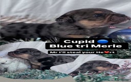 English Bulldog dogs for sale: 11 wonderful healthy happy bulldog babies  - Advert 10