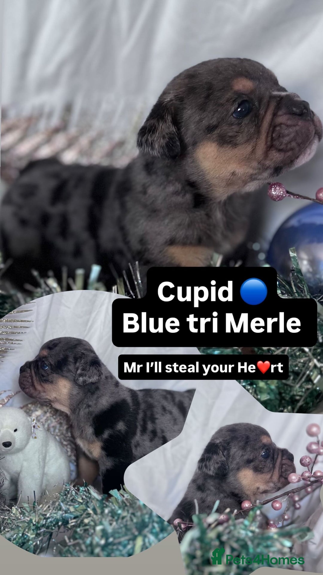 English Bulldog dogs for sale: 11 wonderful healthy happy bulldog babies  - Advert 10