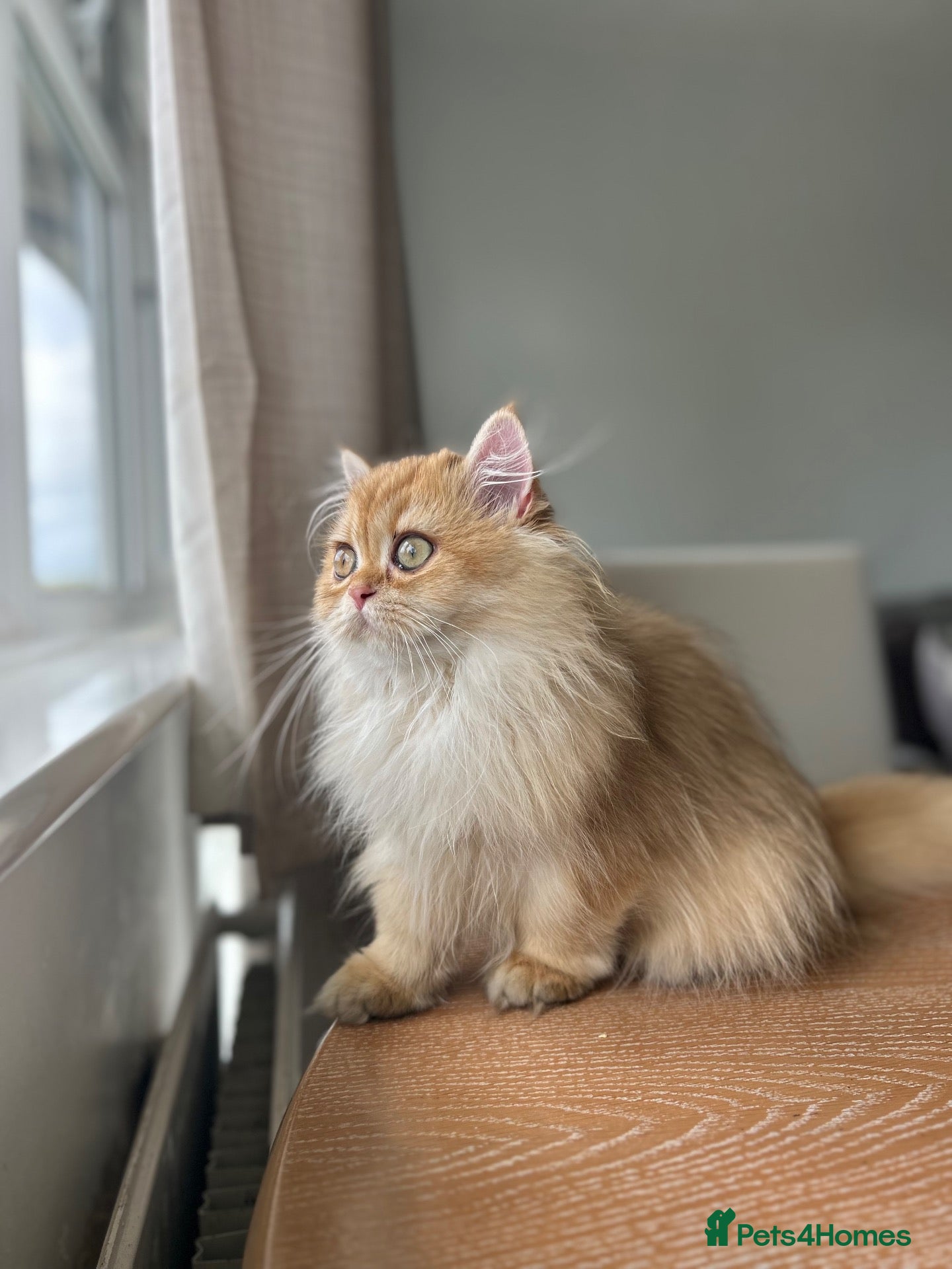 British Longhair cats Chocolate-Golden British BLH and BSH kittens  - Advert 5