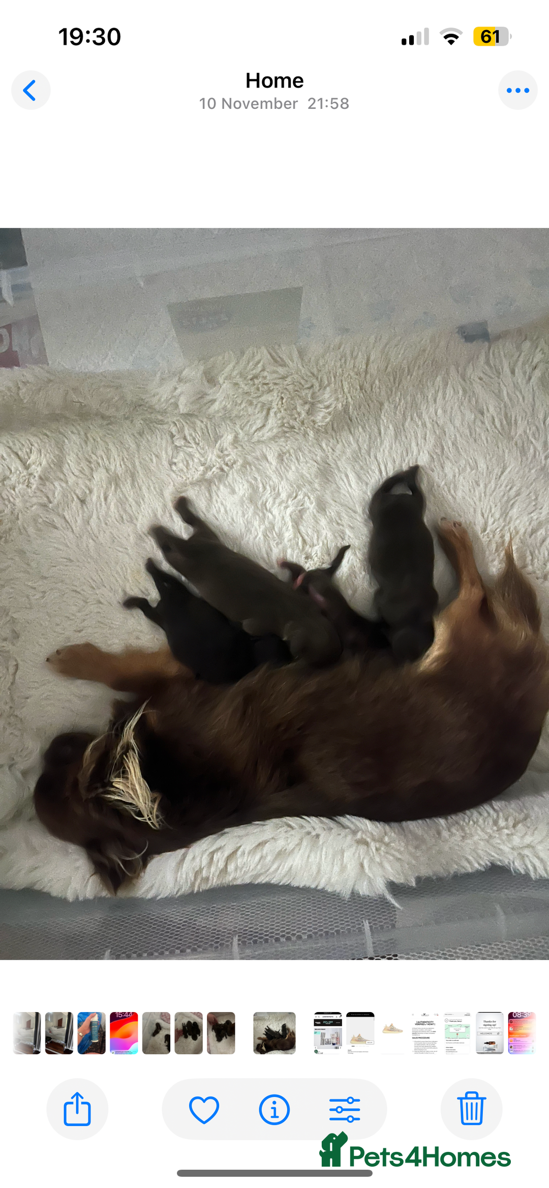 Chihuahua dogs for sale: Tiny long haired chihuahua girl !  - Advert 17