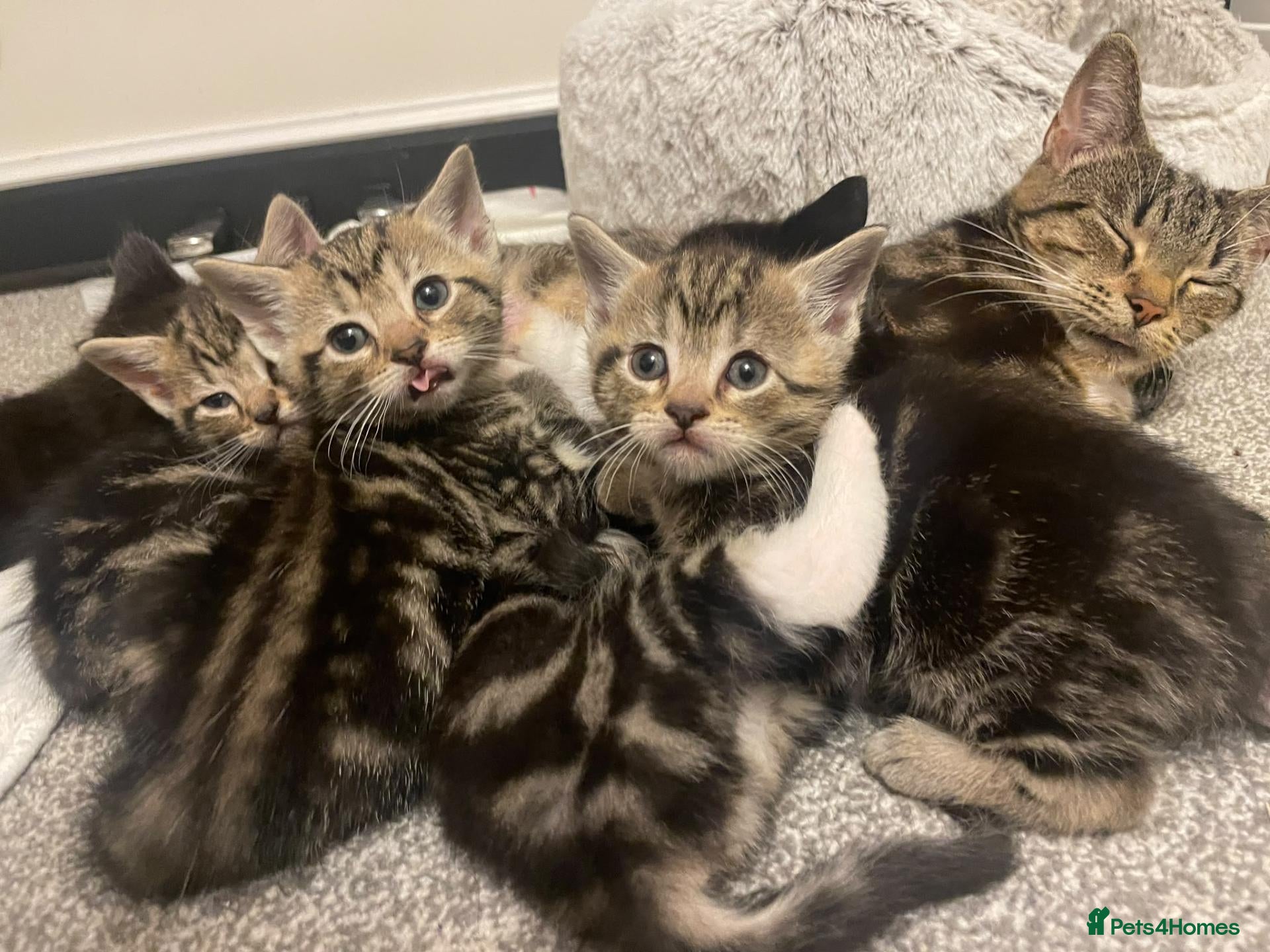 Mixed Breed cats Beautiful kittens for sale. - Advert 1