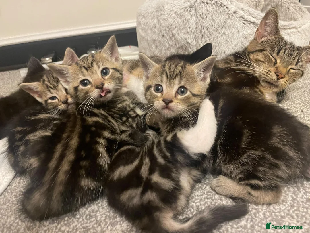 Mixed Breed cats for sale: Beautiful kittens for sale. - Advert 1