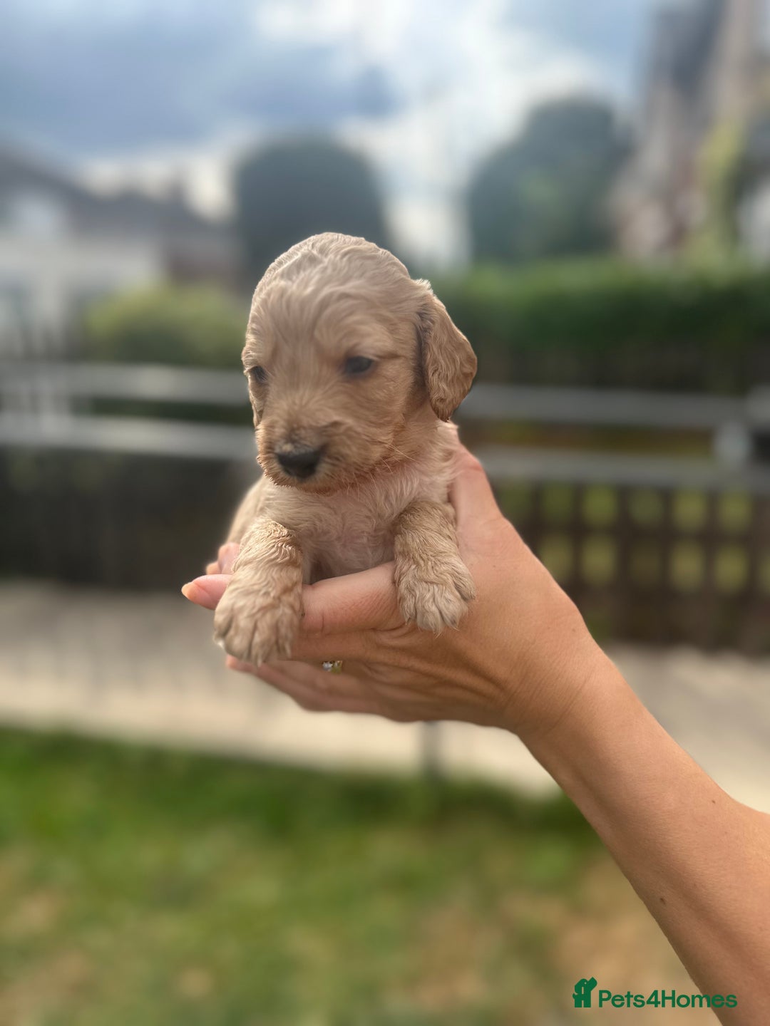 Cockapoo dogs for sale: Stunning f1b cockapoo puppies!!  - Image 6