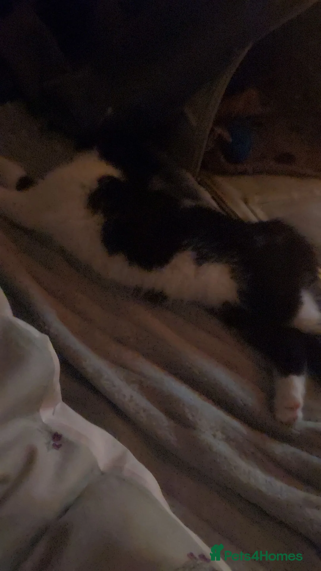 Domestic Shorthair cats for sale: Kitten for sale  in Rotherham - Advert 2