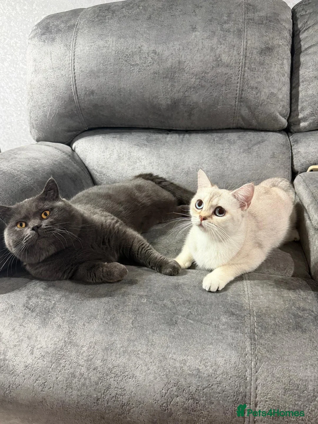 British Shorthair cats for sale: British Shorthair Silver Tabby Kittens – £700 in Grays - Advert 7