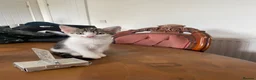 Mixed Breed cats for sale: Beautiful kittens looking for loving homes - Advert 3