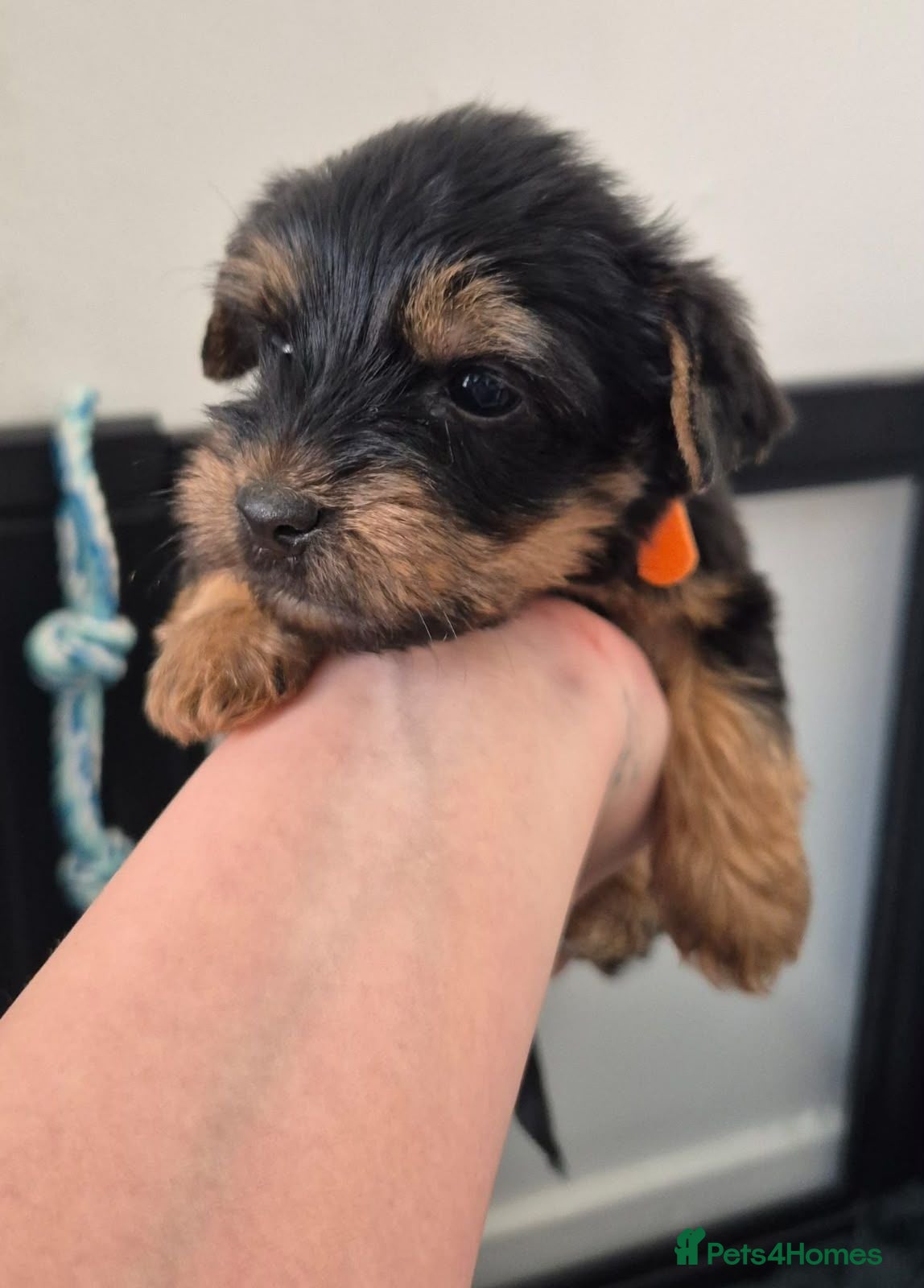 Yorkshire Terrier dogs Gorgeous Lilliputian Yorkies available  - Advert 2