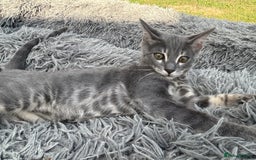 Bengal cats for sale: Striking Blue TICA Male Bengal Kittens 💙  - Image 14