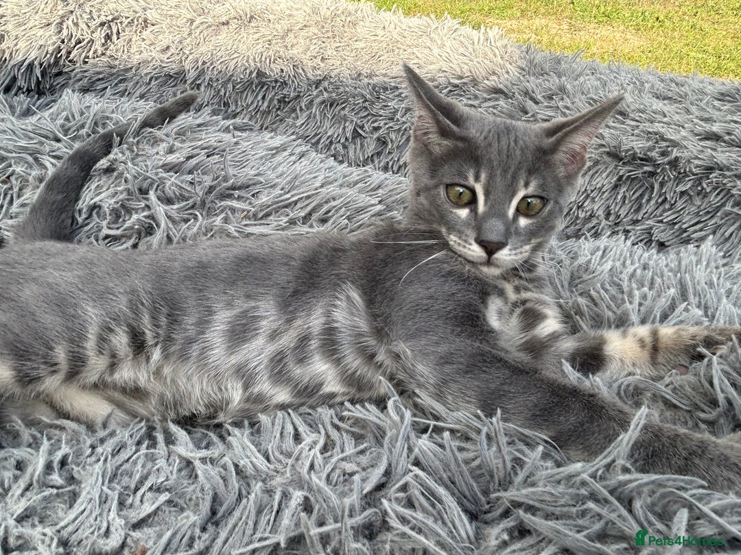 Bengal cats for sale: Striking Blue TICA Male Bengal Kittens 💙  - Image 14
