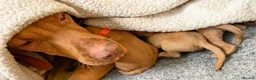 Hungarian Vizsla dogs for sale: HUNGARIAN VIZSLA PEDIGREE PUPS • ALFORD SCOTLAND - Advert 2