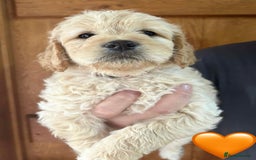 Mixed Breed dogs for sale: 8 Gorgeous Golden doodles  - Image 7