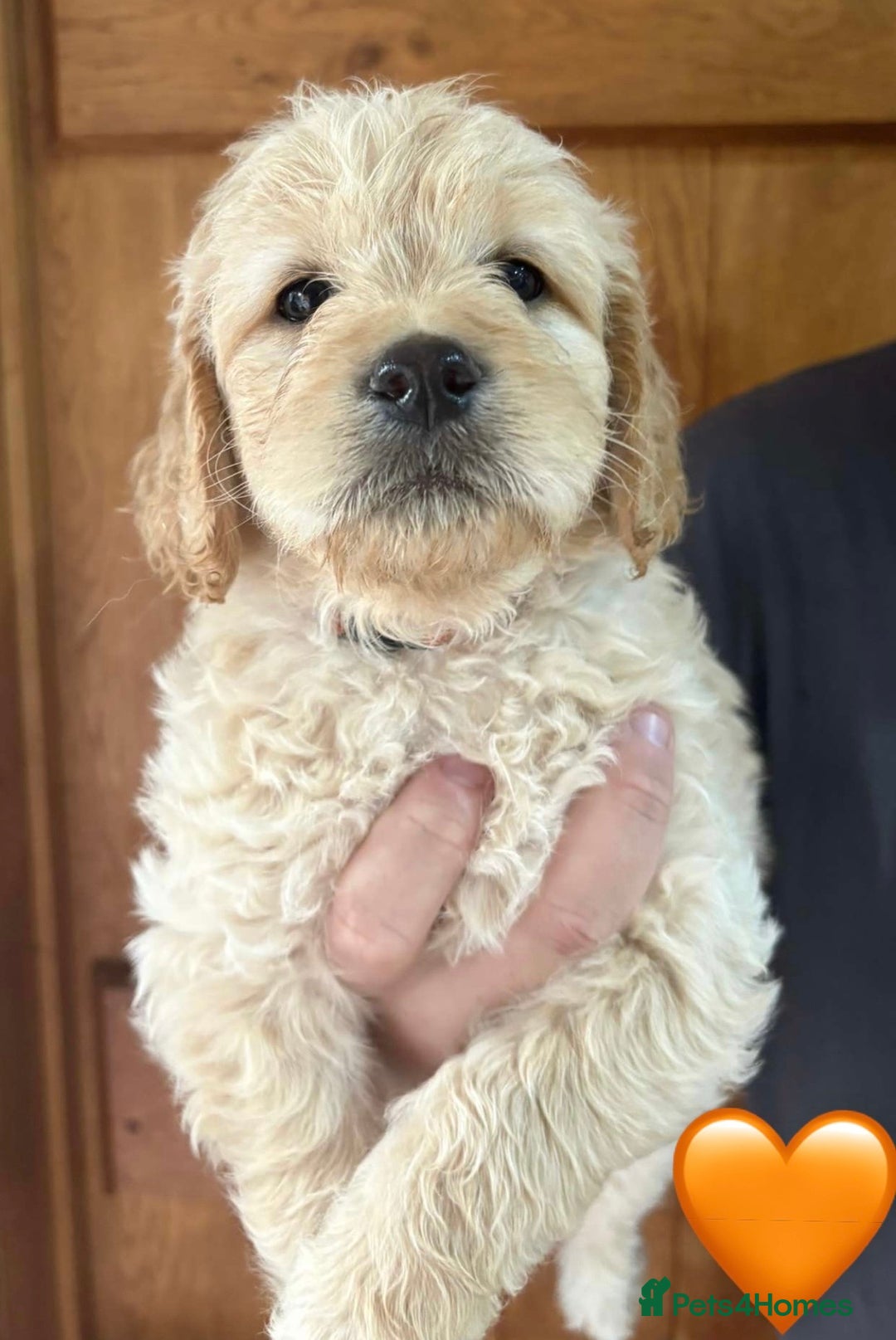 Mixed Breed dogs for sale: 8 Gorgeous Golden doodles  - Image 7