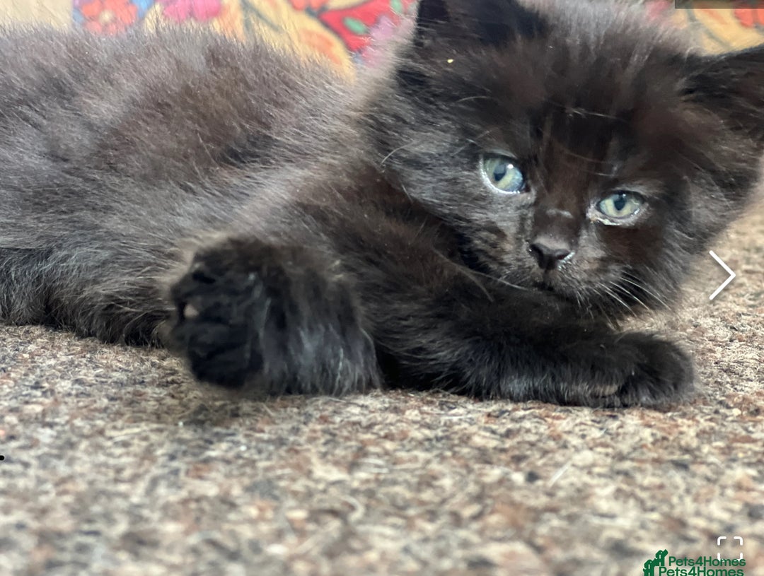 Domestic Shorthair cats for sale: 2 female kittens  - Image 5