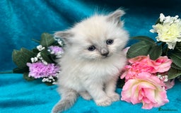Siberian cats for sale: 🩵🩵Stunning Siberian Neva Masquerade Babies🩵🩵 - Image 22