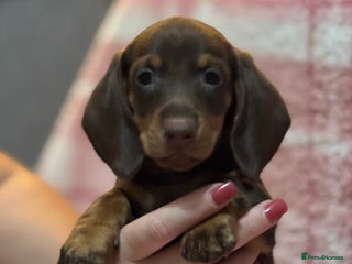 Miniature Dachshund dogs Ready to leave KC Miniature Dachshund REDUCED - Advert 13