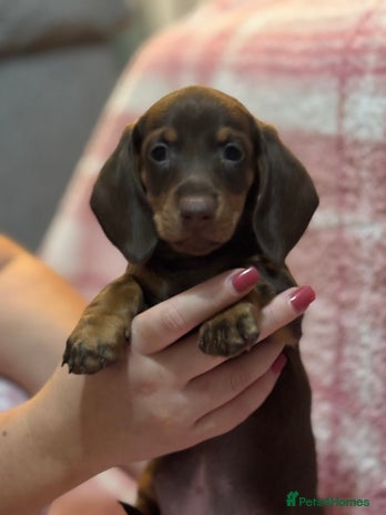 Miniature Dachshund dogs Ready to leave KC Miniature Dachshund REDUCED - Advert 7