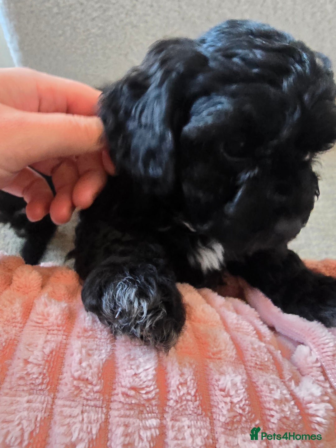 Shihpoo dogs for sale: 5 beautiful Shihpoo puppies - Advert 26