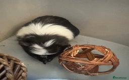 Guinea Pig rodents for sale: 2 Female Guinea Pigs - Image 2