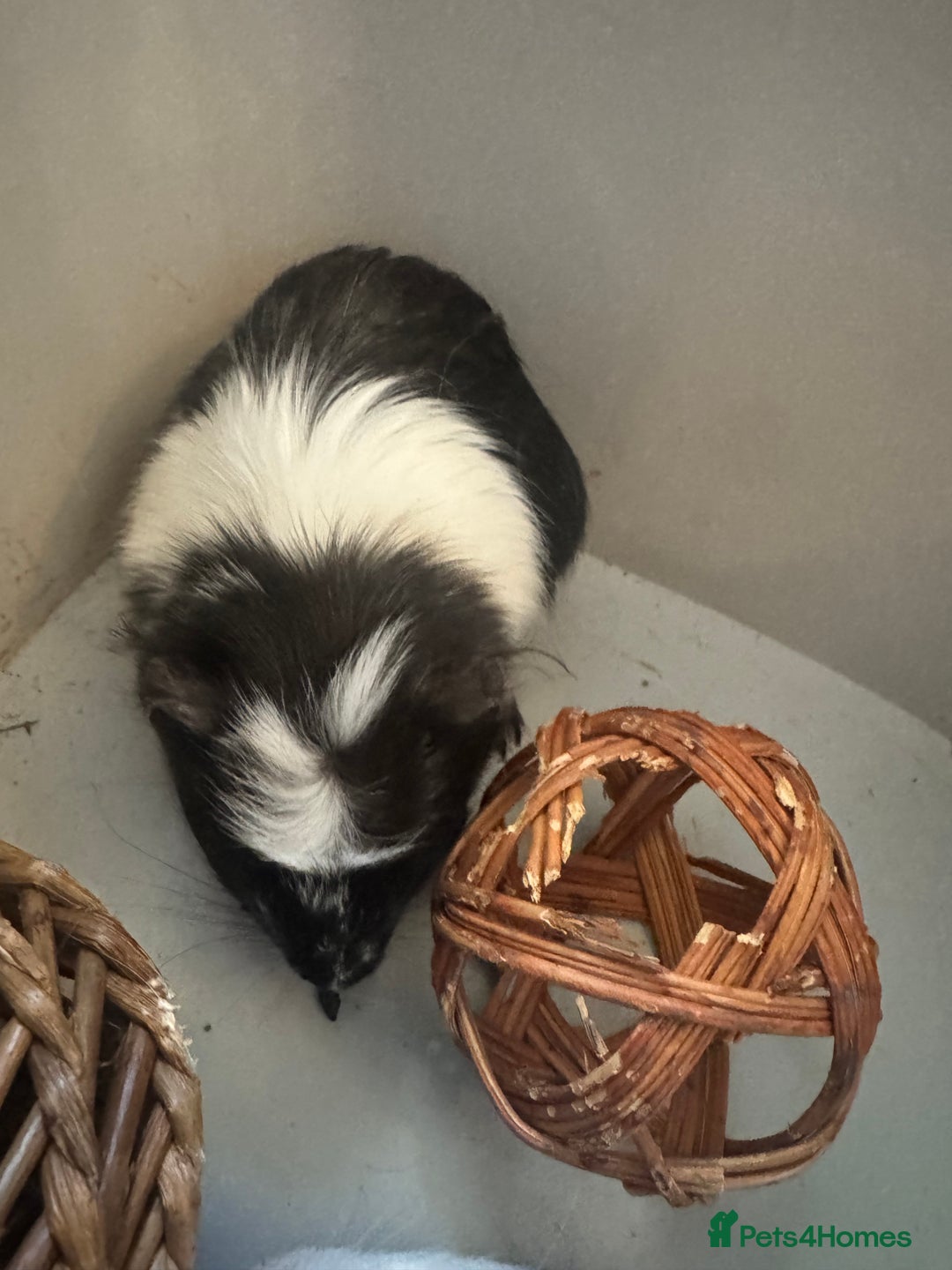 Guinea Pig rodents for sale: 2 Female Guinea Pigs - Image 2